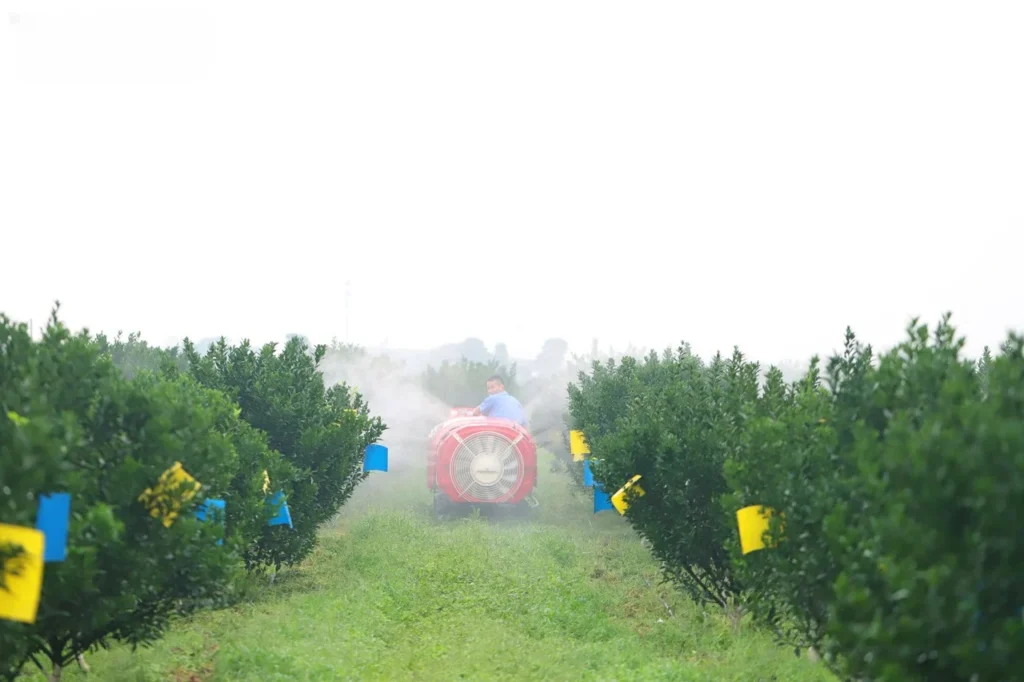 farmer driving red sprayer machine between rows of xinhui green mandarin trees