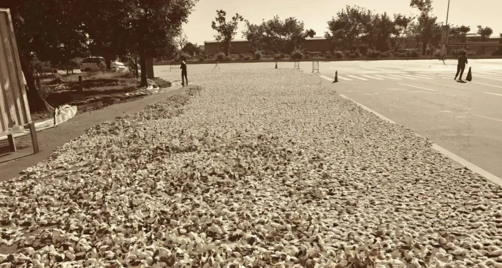 Xinhui Chenpi and Xiao Qing Gan gift set; a curated selection rooted in traditional sun-drying and slow aging.