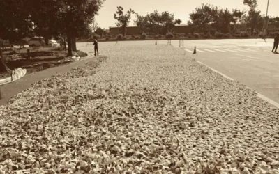 Premium Xinhui Chenpi Xiao Qing Gan Gift Set with EU Organic Certification - 100% Natural Tangerine Peel & Aged Pu-erh Tea - Authentic Chinese Wellness Beverage