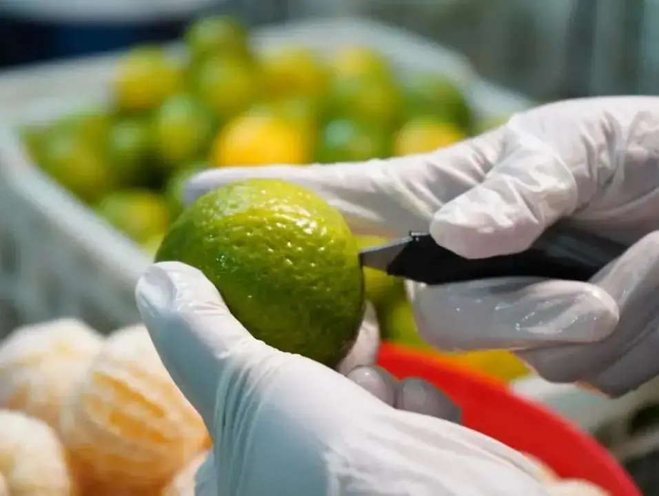 Gloved hands cutting Xinhui Xiao Qing Gan green mandarin with a precision knife for tea processing