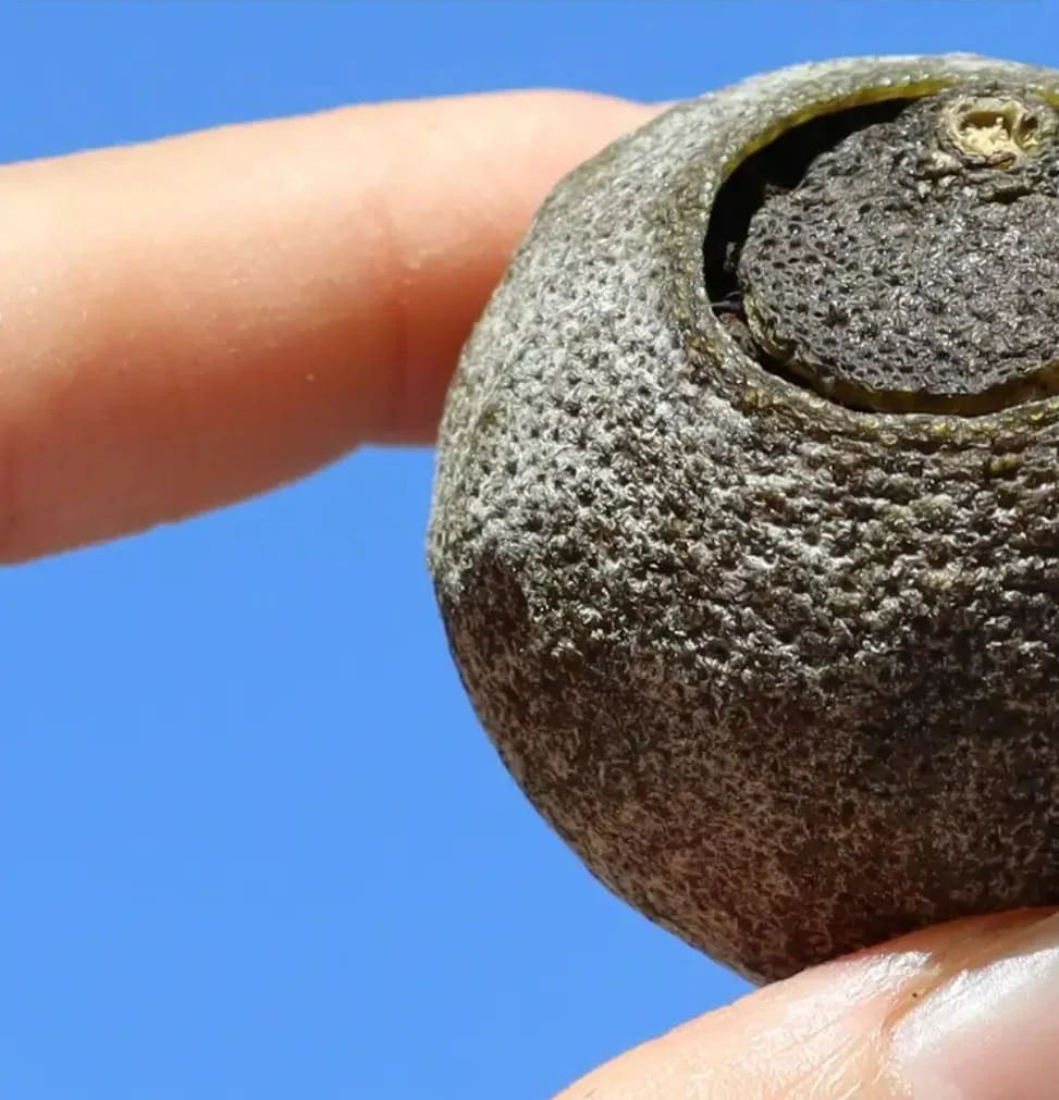 A close-up of a Xiao Qing Gan tea ball held between fingers against a clear blue sky. The citrus peel is textured and sun-dried, showing natural aging.
