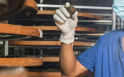 Worker inspecting Xiao Qing Gan during drying process to ensure high-quality aged citrus peel tea