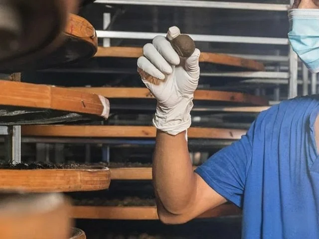 Worker inspecting Xiao Qing Gan during drying process to ensure high-quality aged citrus peel tea