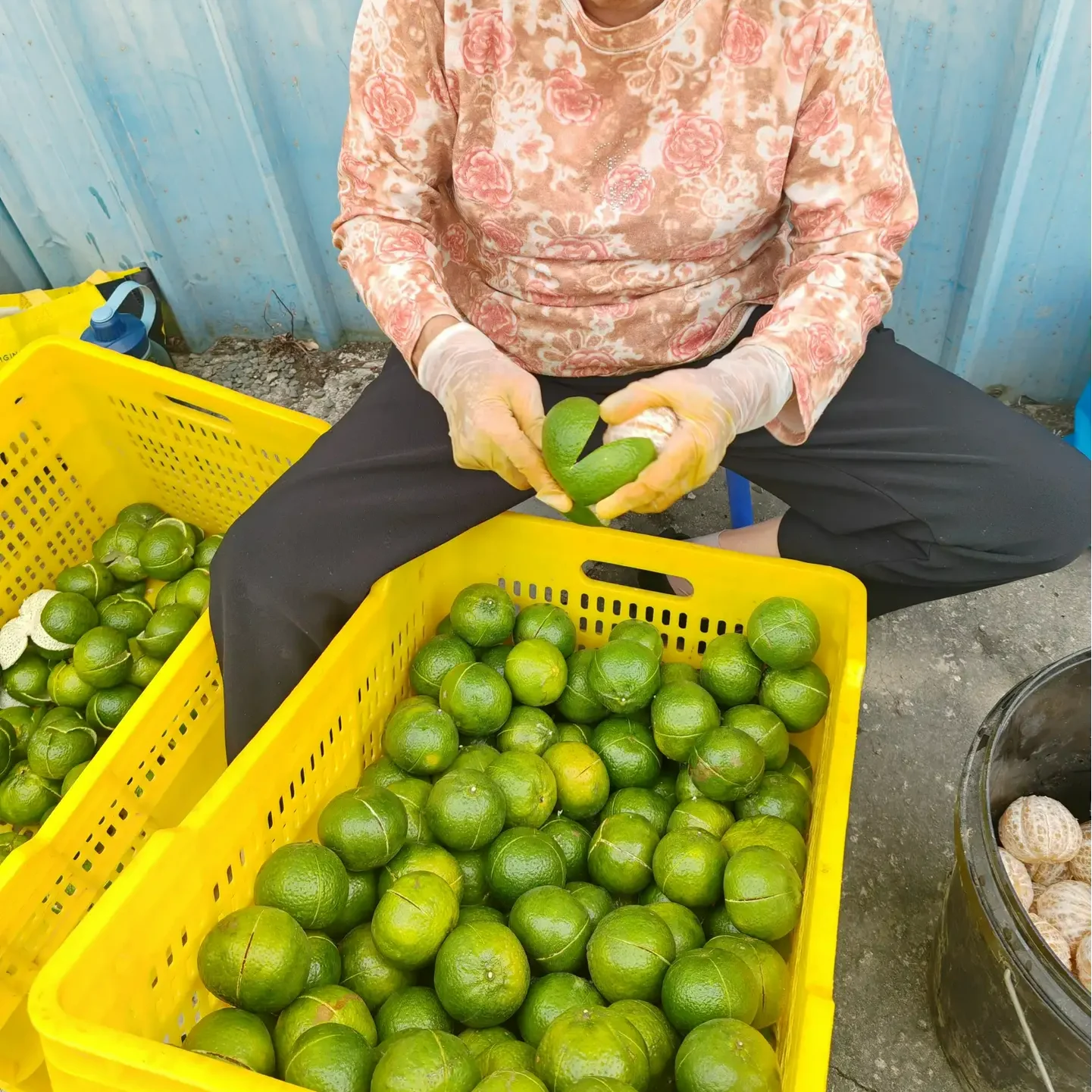 hand peeling fresh green mandarin for traditional xinhui chenpi production