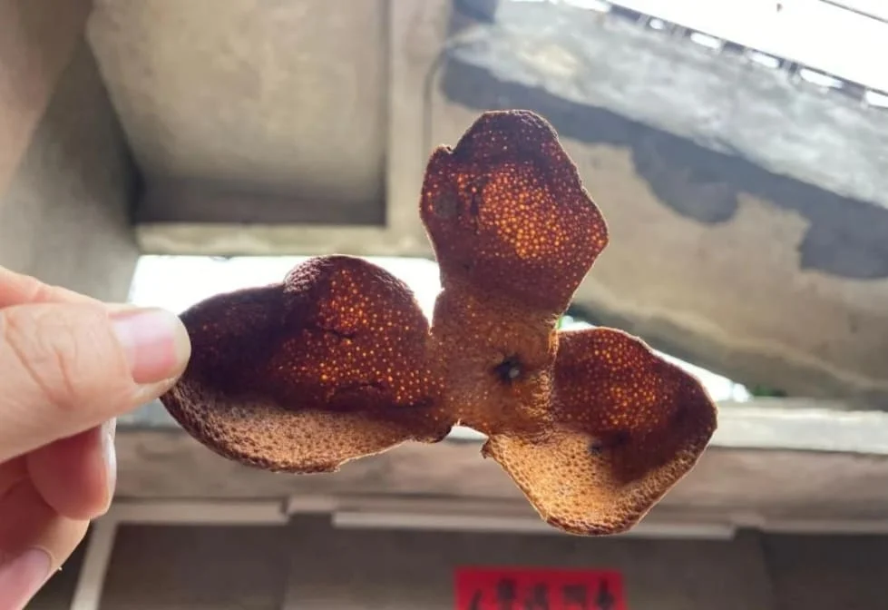 Close-up of freshly aged Xinhui Chenpi (dried tangerine peel) held against sunlight, showing its rich amber color and visible oil cells — a sign of freshness and authenticity.