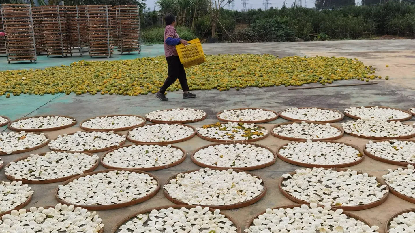 xinhui chenpi sun drying process with citrus peels and worker carrying yellow crate