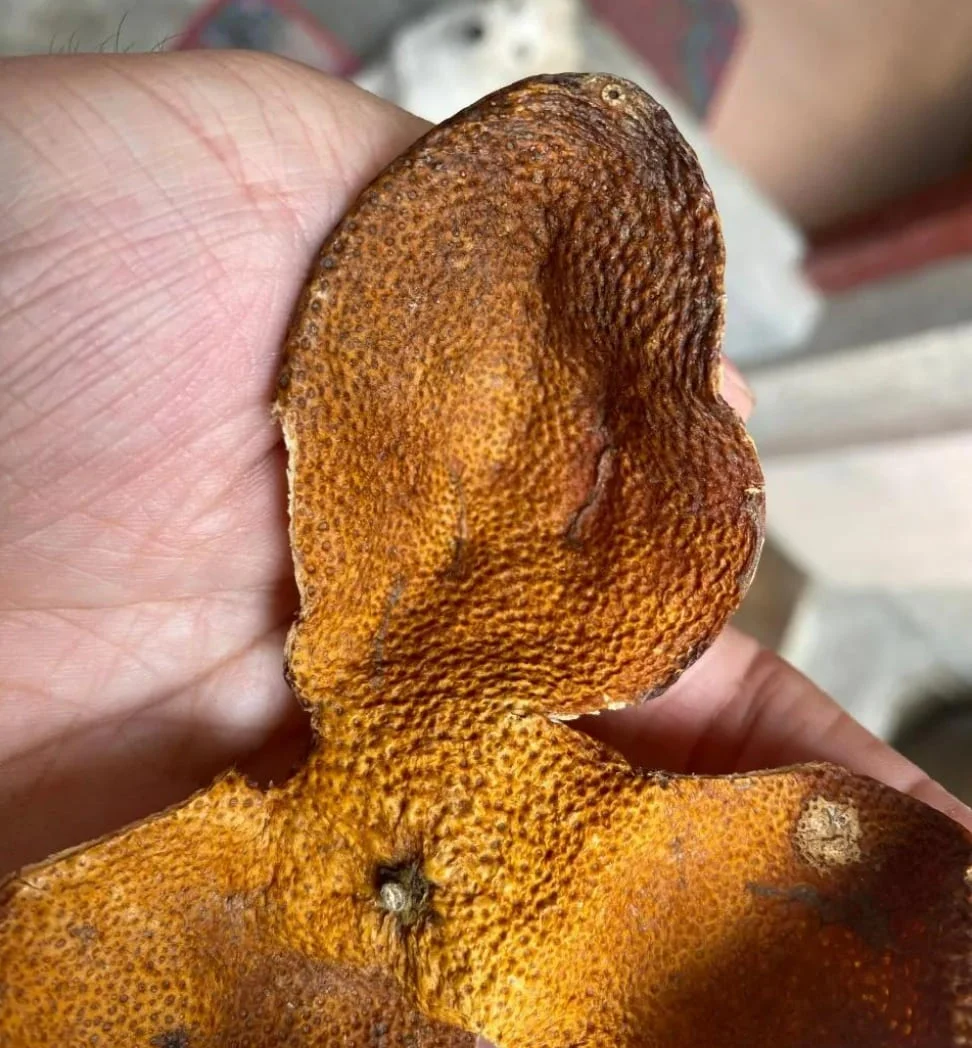 Close-up of authentic Xinhui Chenpi (aged tangerine peel) showing visible oil cells and rich orange-brown color — a sign of freshness and natural essential oils.