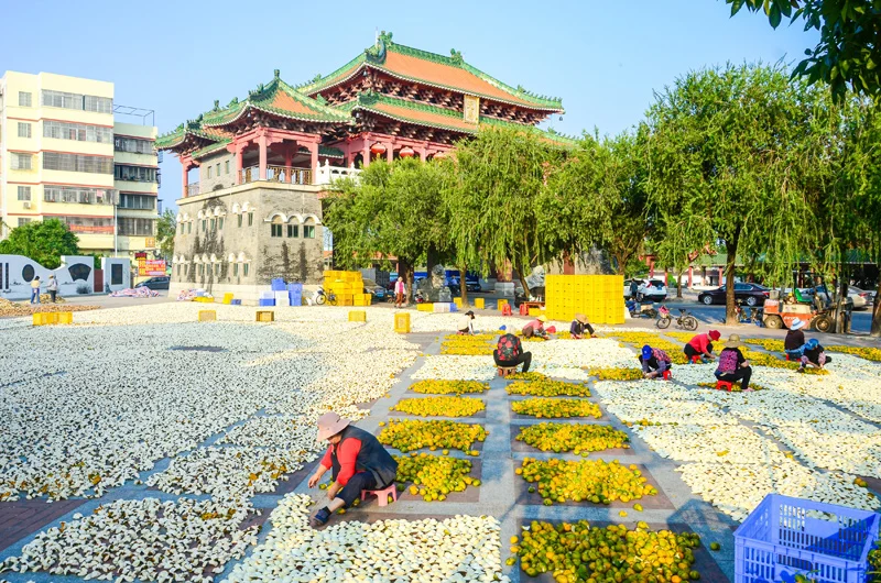 traditional sun-drying of xinhui tangerine peels in a temple courtyard in jiangmen