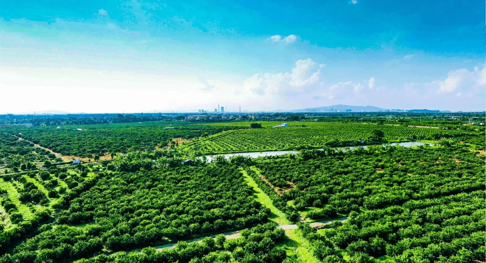 A panoramic view of Xinhui tangerine orchards in Jiangmen, Guangdong, where Xiao Qing Gan and Chenpi are cultivated.