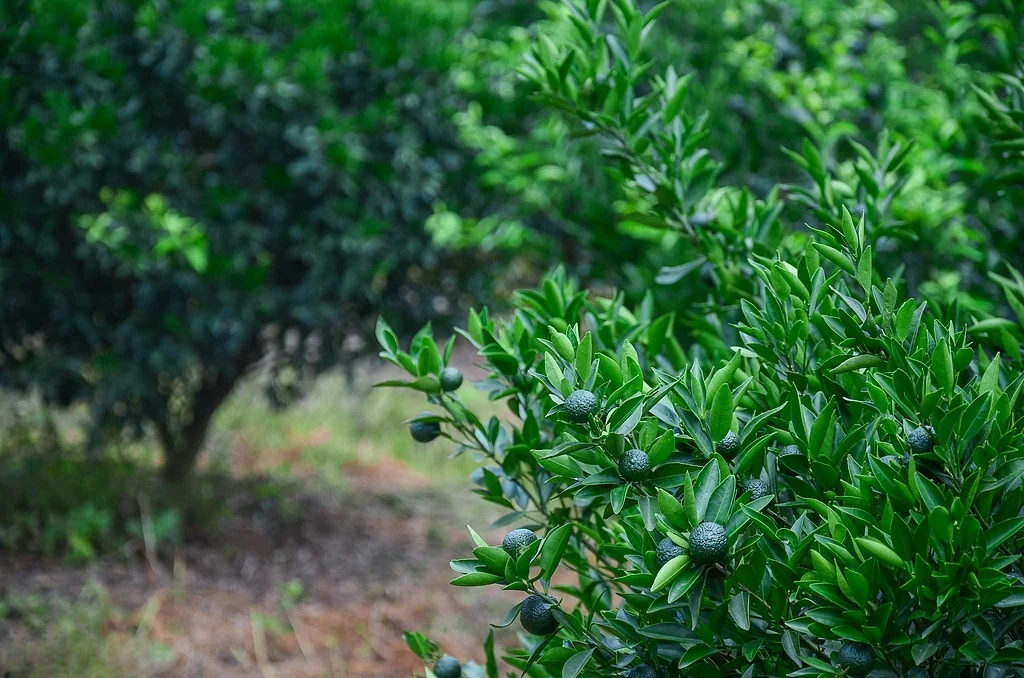 Young green mandarins growing in a Xinhui citrus grove, the core terroir behind authentic Chenpi.